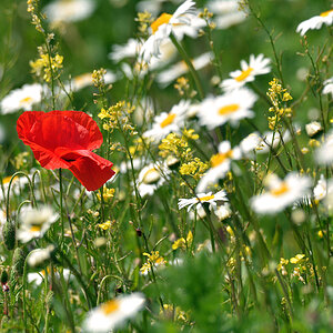 DSC 0857 Mohn 1000