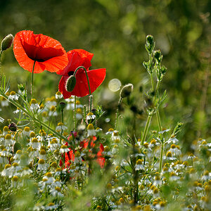 DSC 1178 Mohn Kamille 1000