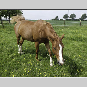 Pferd mit Passepartout