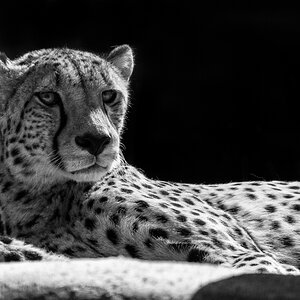 DSC 1514 cheetah
