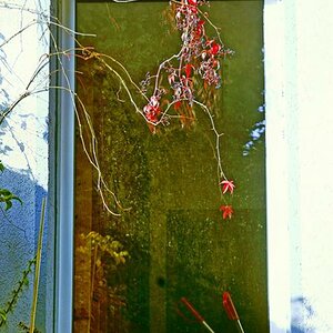 fenster im herbst