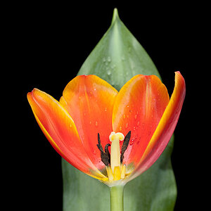 Tulpe v2 NF