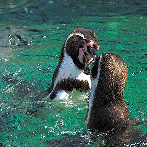 Pinguine in Schoenbrunn