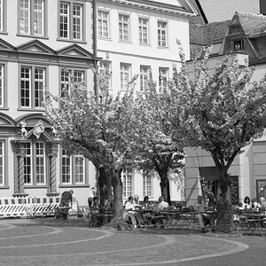 Kirschblueten