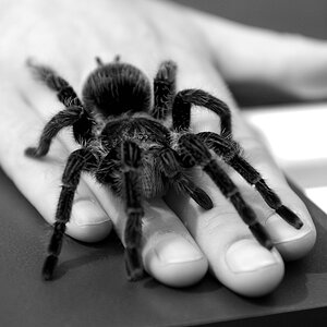 Tarantula