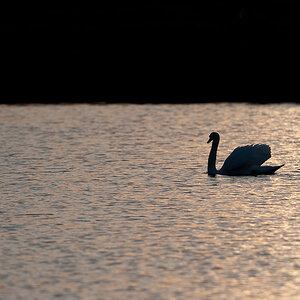 Kastenweiher DSC 9157 25. April 2009 003