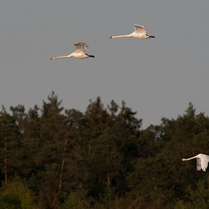 Kastenweiher  DSC 9068 25. April 2009 004