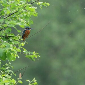Eisvogel, Kocks Loch