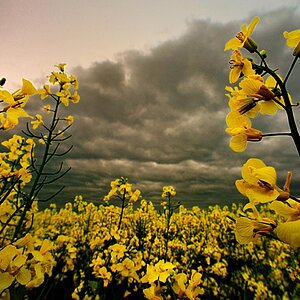 2009 04 27 Rapsfelder und Loewenzahnwiese D7C 8158 web