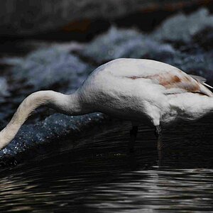 schwan