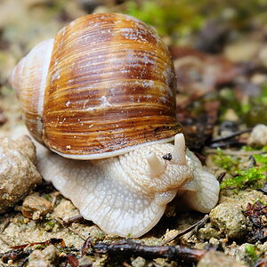 Weinbergschnecke 2