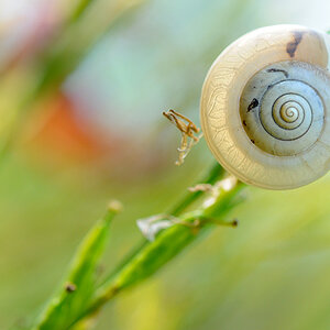 schnecke