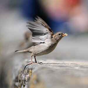 comp  DSC6418