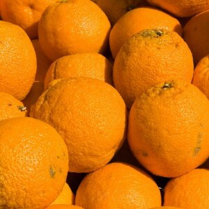 Orangen Bunt