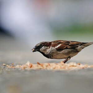 comp  DSC6439