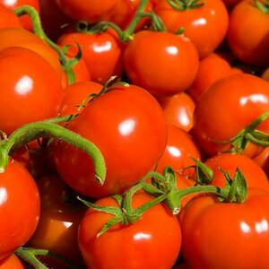 Tomaten Bunt