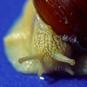 SCHNECKE