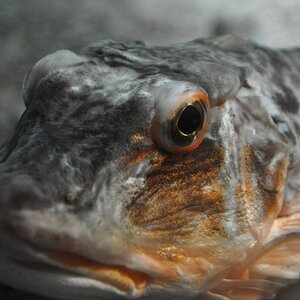 Fischauge