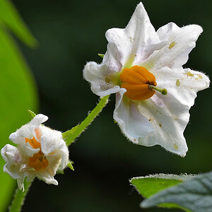 Kartoffelblüte2