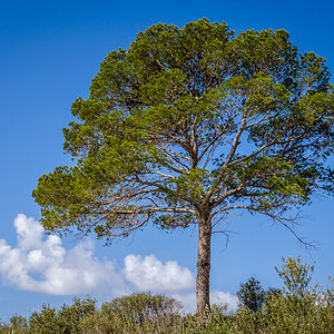 Mittelmeerkiefer Mallorca