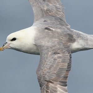 s655 Diskofjord Eissturmvogel 9535