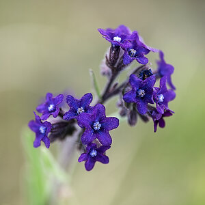 Wiese 1