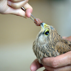 VogelPZ1 5864