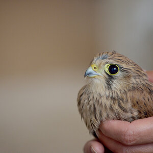 VogelPZ1 5866