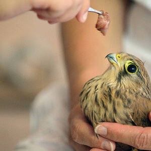 VogelPZ1 5878