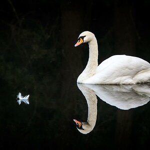 Schwan
