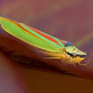 D50 1920 Rhododerdron ZikadeI 9 2016