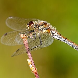 D50 1660 Heidelibelle im Profil II 8 2016