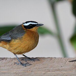 Weißbrauenrötel (White-browed Robin Chat)
Utengule Coffee Lodge (bei Mbeya)

s615 Utengule CoffeeLodge White browed Robin Chat 3984