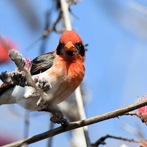 Scharlachweber (Red-headed Weaver)
Ruaha Nationalpark

s530 Ruaha RedHeaded Weaver 3886