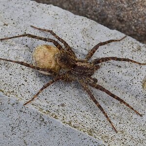 Spinne1