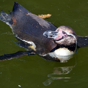 sonnenbaden pinguin