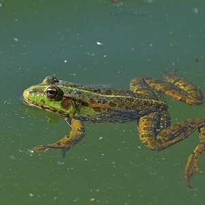 Frosch