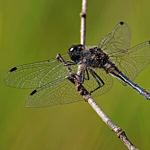 D50 1629 schwarze Heidelibelle IIA 8 2016