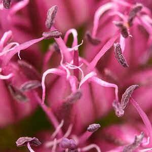 Lauchblüte