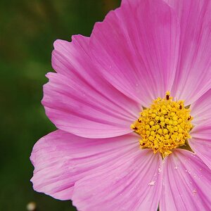 Blume Makro
Blende F 10,  1/200 Sek, ISO 400, Brennweite 187,

DSC 0336klein