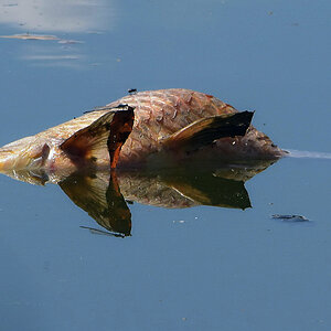 Toter Fisch im Spiegel2
