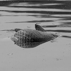 Toter Fisch im Spiegel1sw