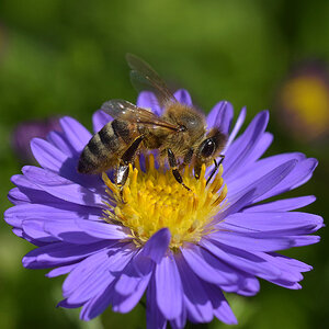 Richtig lila mit Bienchen