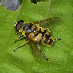 Schwebfliege x