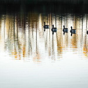 gaense herbst