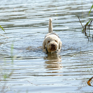 Wasserhund