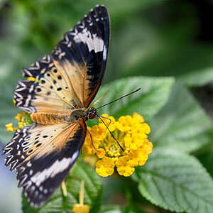 schmetterling luisenpark 2016