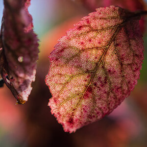 Blatt 4