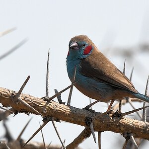 Schmetterlingastrild (Red-cheeked Cordon Bleu)
Katavi Nationalpark

s875 Katavi Red Cheeked CordonBleu 5505