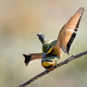Zwergspint (Little Bee-Eater) bei der Paarung
Katavi Nationalpark

s877 Katavi Little BeeEater 5586